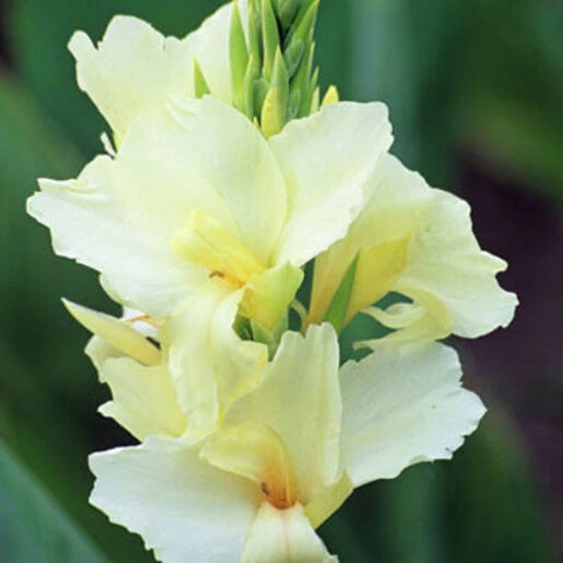 871990-8.398ab62e