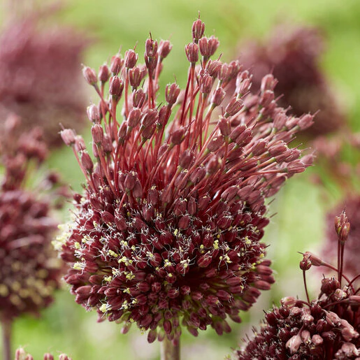 all0727b-allium-red-mohican-640256.694574df