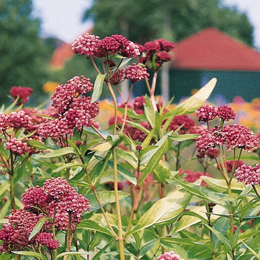 ascelpias-bulb-incatnata-soulmate-swamp-milkweed-2-360514.9c9acf94