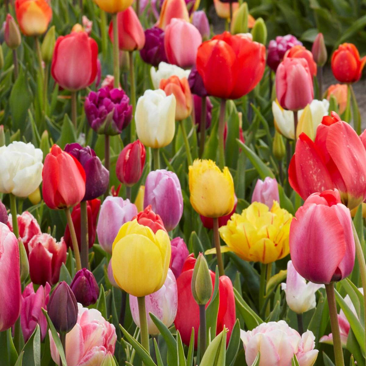 az-all-season-barn-mix-bloemenmix-48-port-457479.5c2c0d6e