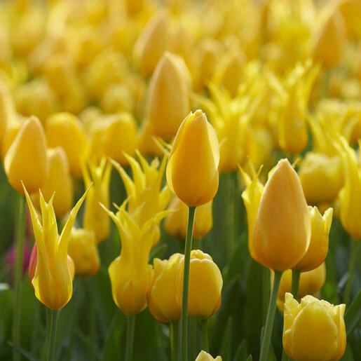 az-all-season-yellow-haka02347-403223.3d108265
