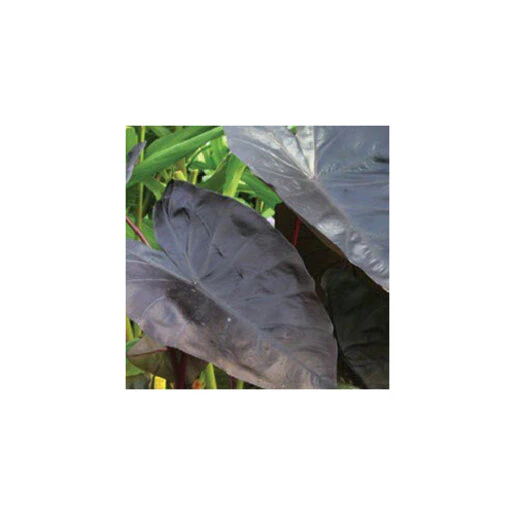 az-colocasia-bulb-esculenta-diamond-head-elephant-ear-285716.e601589e