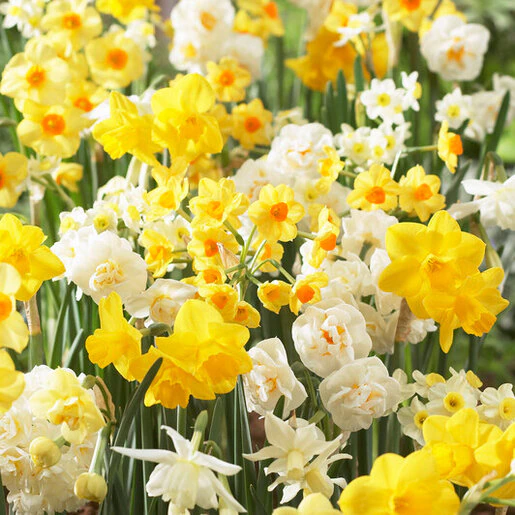 az-fragrant-mixture-visi51805-289881.d6da5f5d
