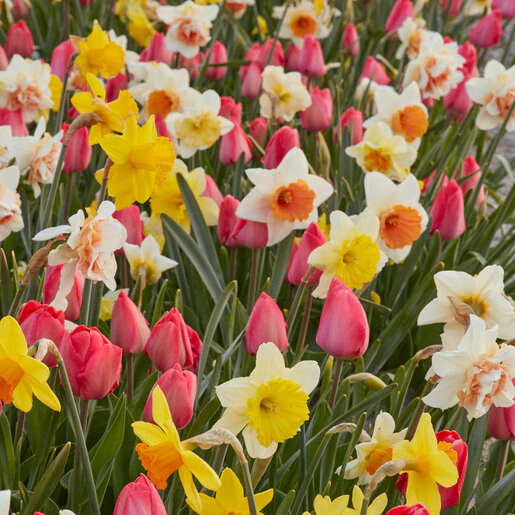 az-friends-family-mix-bloemenmix-0-494106.35f5716c