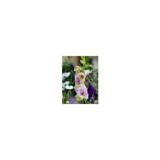az-gla0245b-1-126493.45374779