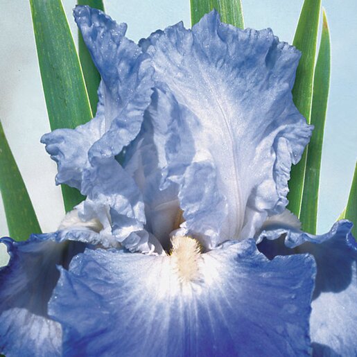az-iri0707-iris-bulb-germanica-clarence-bearded-iris-1-878626.c6b1820a