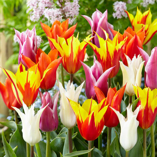 az-lily-flowering-mix-visi139789-966024.ac65bcb7