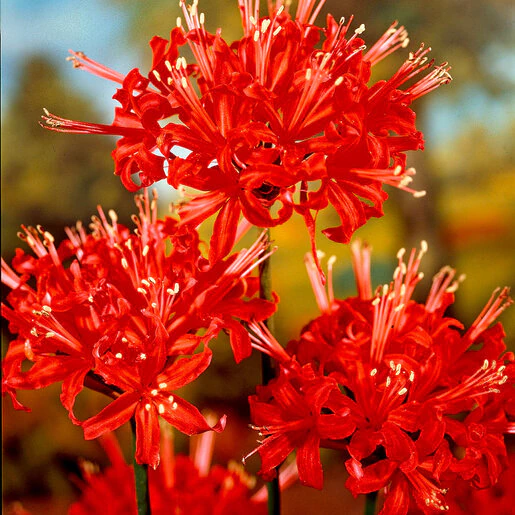 az-lycoris-radiata-elbo34175-120234.fe9d1250