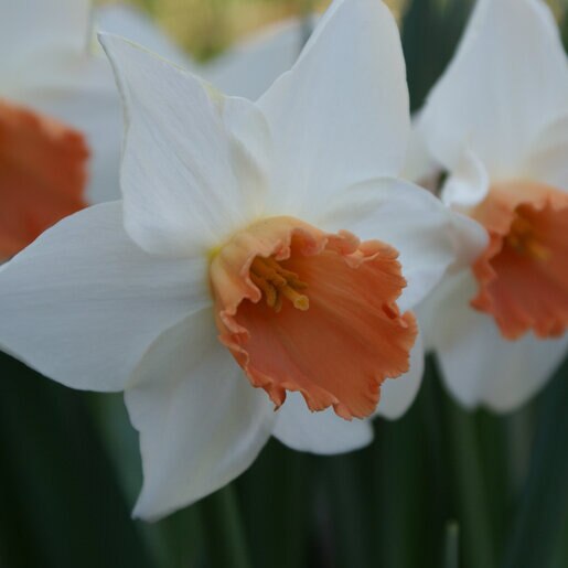 az-narcissus-salome-979987.68469594
