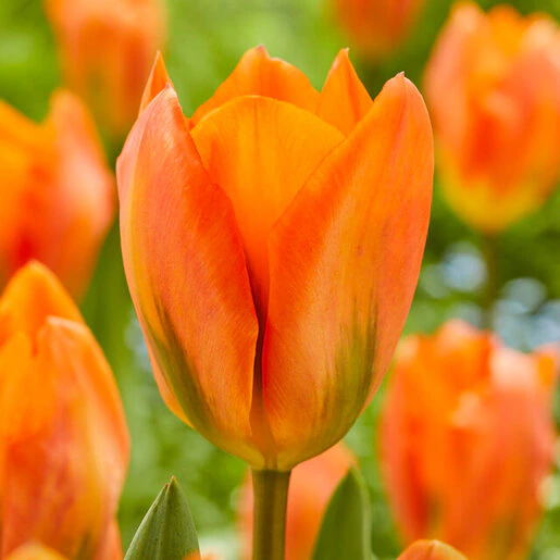 az-orange-emperor-visi181214-789436.02741a20
