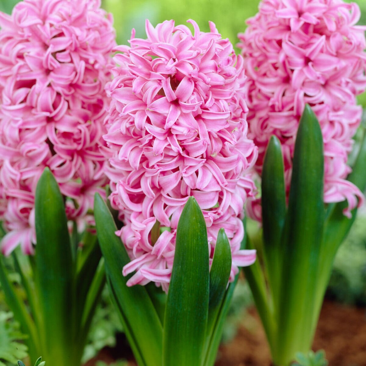 az-pink-pearl-visi26802-414067.28807648