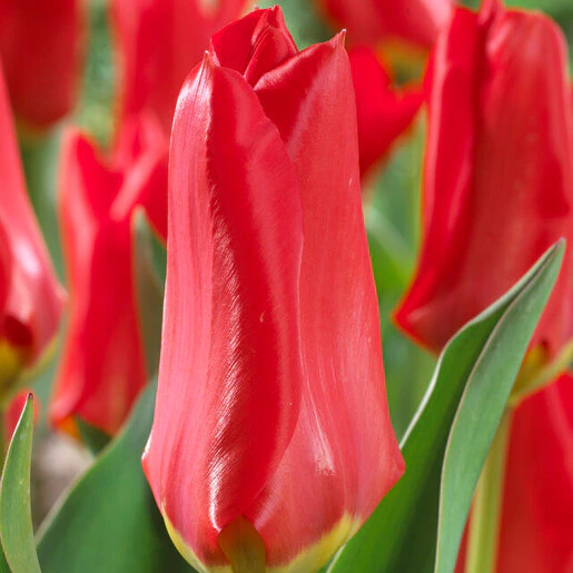 az-red-emperor-visi39108-290891.59a4e6cb