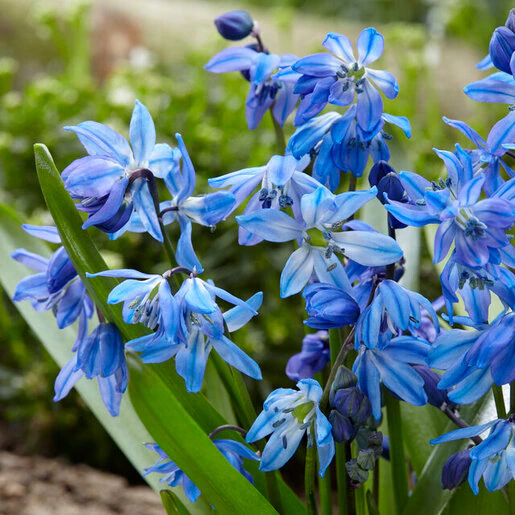 az-scilla-siberica-visi170036-270495.3a4d464c