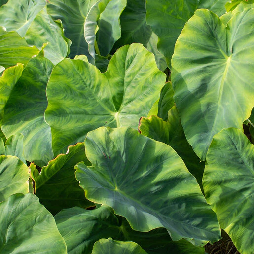 col0094b-colocasia-escuelenta-elephant-ear-2-195627.c72dd542