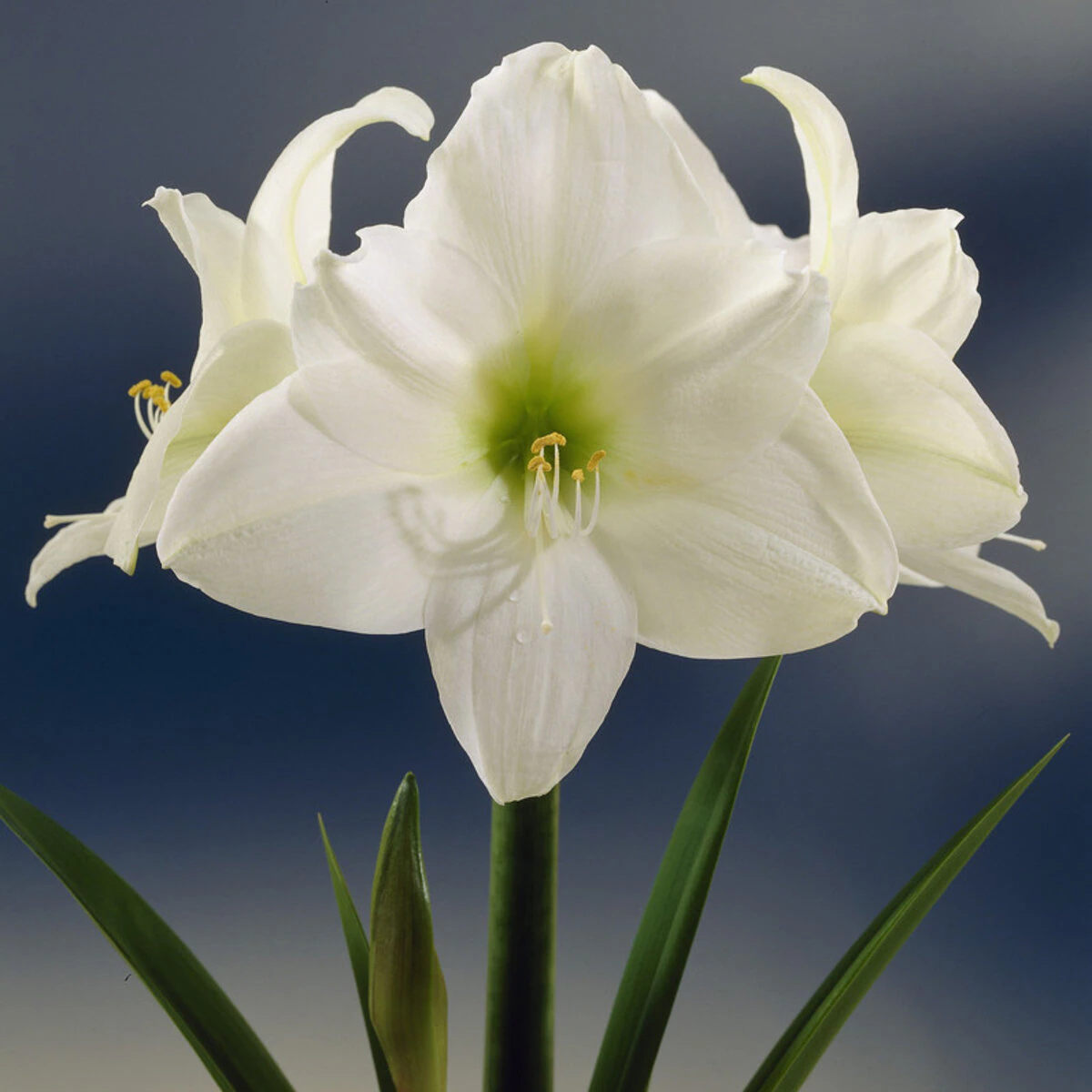 hip0782b-hippeastrum-christmas-gift-784051.33d40131