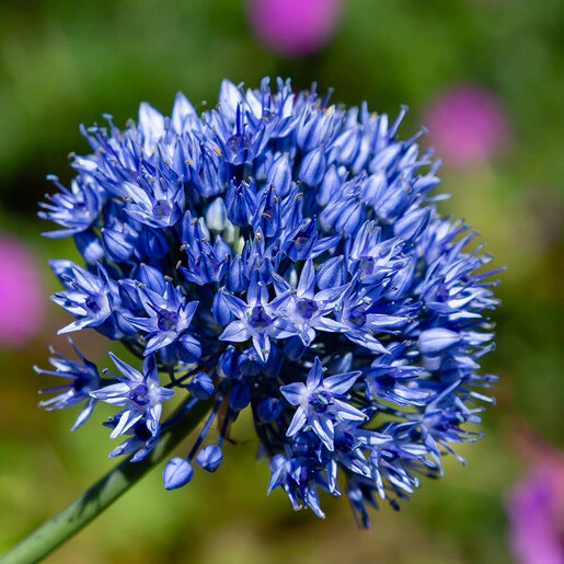 kr-all0012b-allium-bulb-blue-caeruleum-ornamental-onion-1-784959.a4c5e746