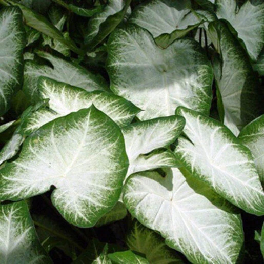 kr-cal0048b-caladium-bulb-fancy-leaf-aaron-angel-wings-1-105829.444e8f14