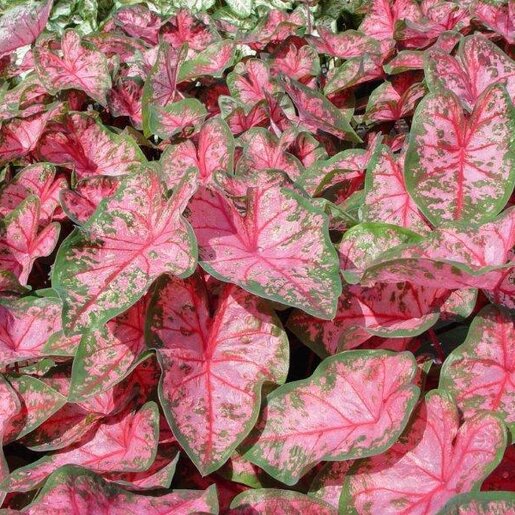 kr-cal0052b-caladium-bulb-fancy-leaf-carolyn-whorton-angel-wings-1-974692.6f9393c9