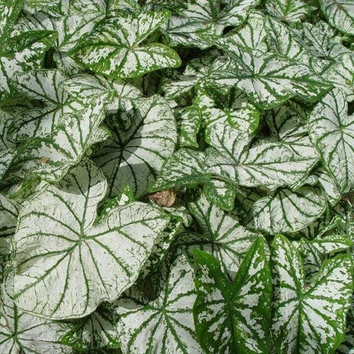 kr-cal0072b-caladium-bulb-fancy-leaf-white-christmas-angel-wings-1-609806.e638ebd9