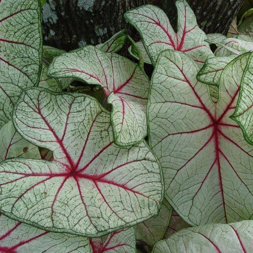 kr-cal0073b-caladium-bulb-fancy-leaf-white-queen-angel-wings-1-681967.a41a2a93