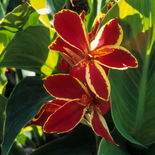 kr-can0081b-canna-bulb-dwarf-lucifer-canna-lily-1-792453.ce242f69