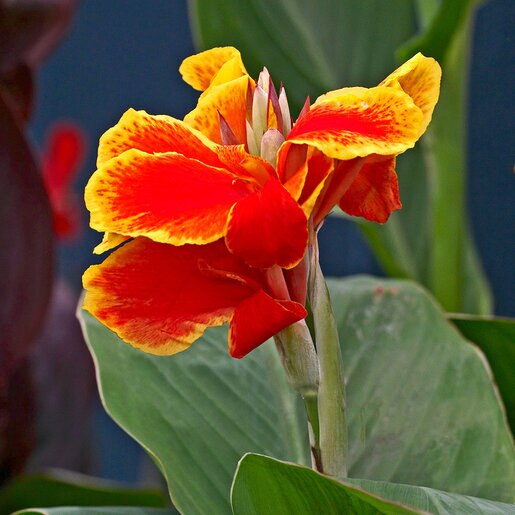 kr-can0087b-canna-bulb-indica-rosemond-cole-canna-lily-1-120891.ccc3dc42