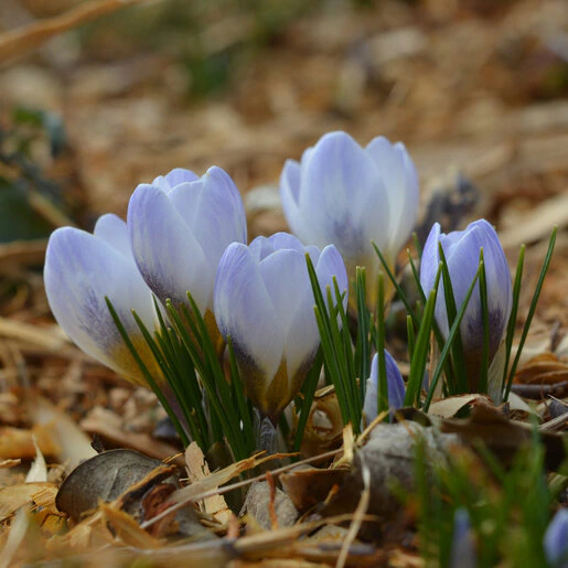 kr-crs0104b-crocus-bulb-chrysanthus-blue-pearl-small-flowering-crocus-1-584031.c02b2bbd