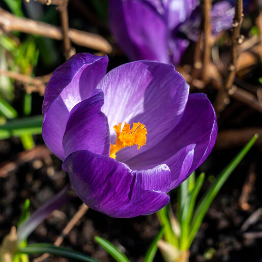 kr-crs0105b-crocus-bulb-vernus-flower-record-large-flowering-crocus-1-244351.e687c7ba