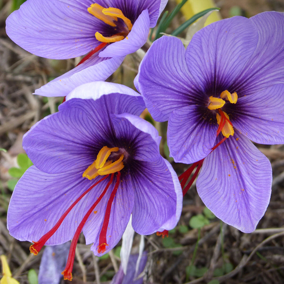 kr-crs0116b-crocus-bulb-saffron-stativus-autumn-flowering-crocus-1-527974.c5afd574