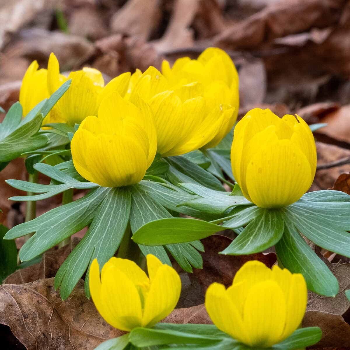 kr-era0228b-eranthis-bulb-hyemalis-winter-aconite-1-547477.c6c07131