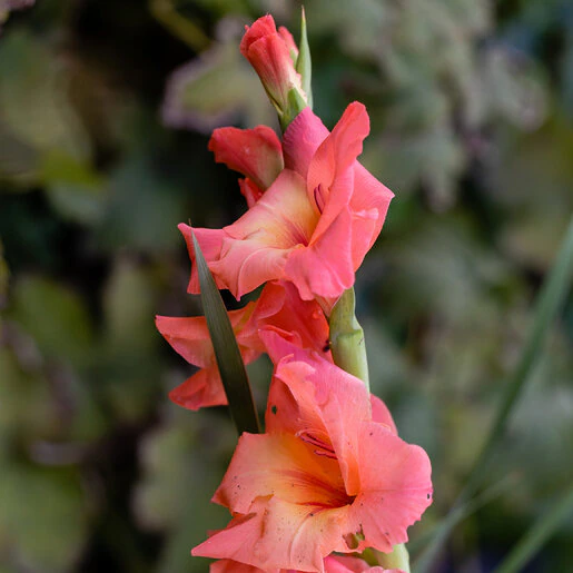 kr-gla0246b-gladiolus-bulb-peter-pears-sword-lily-1-260231.6e1d0e7b