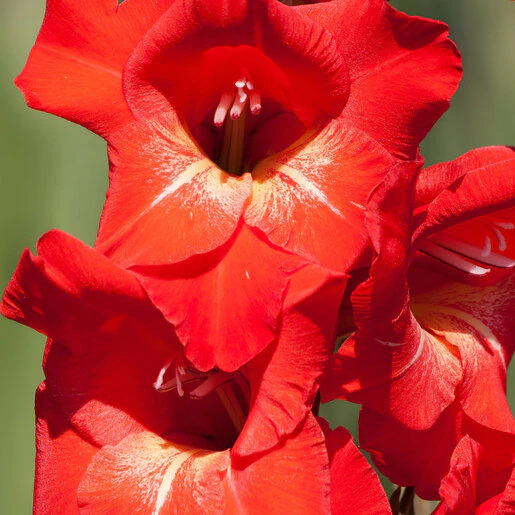 kr-gla0250b-gladiolus-bulb-traderhorn-sword-lily-1-738181.6cbf67d7