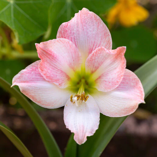 kr-hip0034b-hippeastrum-bulb-dutch-apple-blossom-amaryllis-1-804406.7f96ea7a