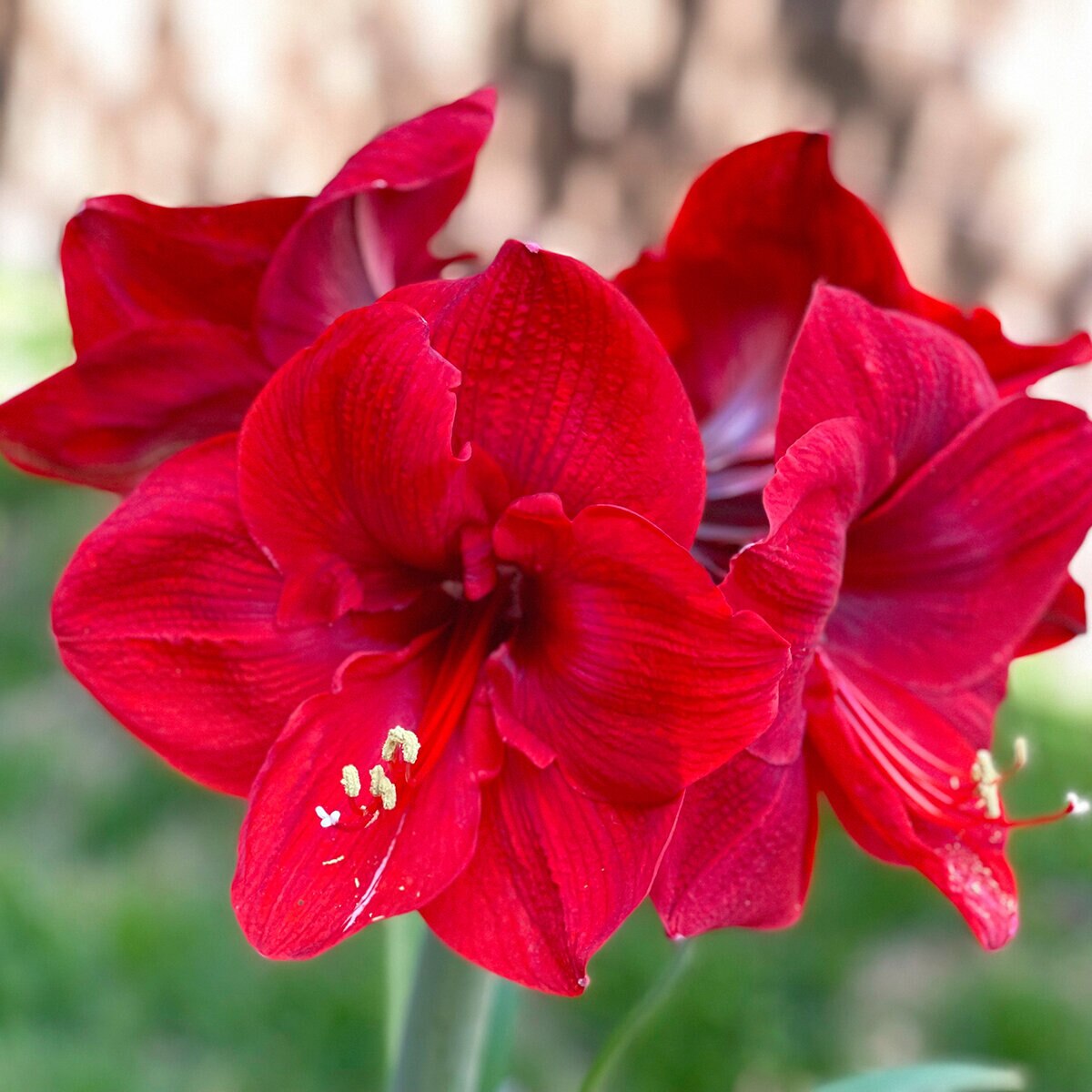 kr-hip0037b-hippeastrum-bulb-dutch-red-lion-amaryllis-1-571927.41089559