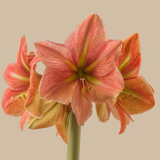 kr-hip0038b-hippeastrum-bulb-dutch-terra-cotta-star-amaryllis-1-734527.7f4f522d