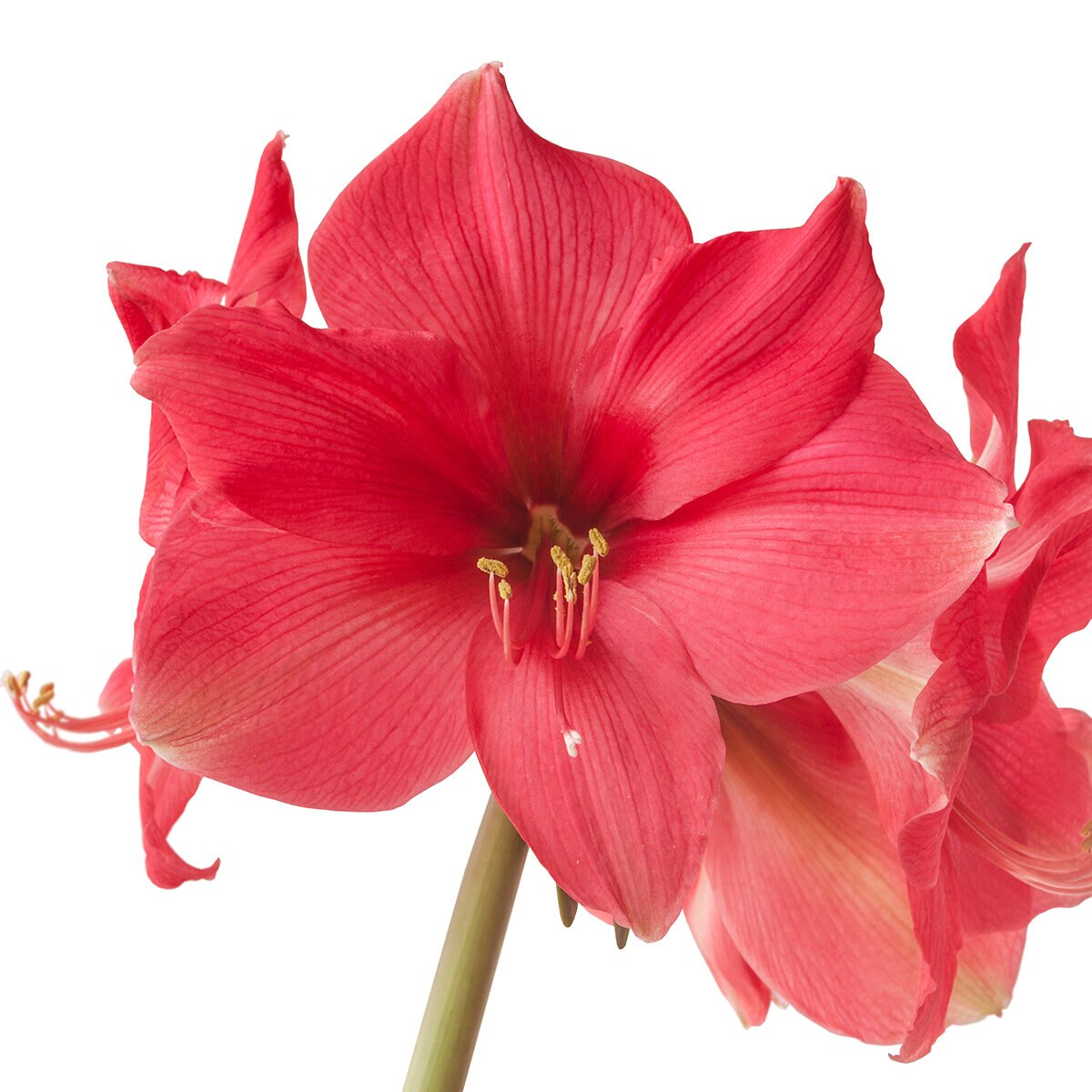 kr-hip0744b-hippeastrum-bulb-dutch-pink-surprise-amaryllis-1-749448.a86ab7e2