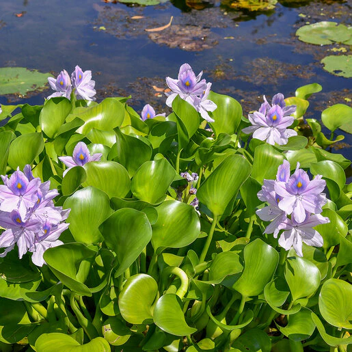 kr-hya0289b-eichhornia-bare-root-aquatic-crassipes-water-hyacinth-1-523299.87628e04