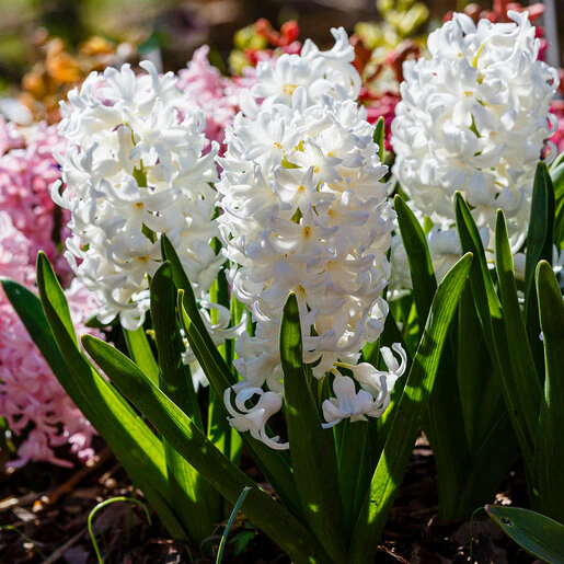 kr-hyacinthus-bulb-orientalis-carnegie-hyacinth-1-180019.da903cd6