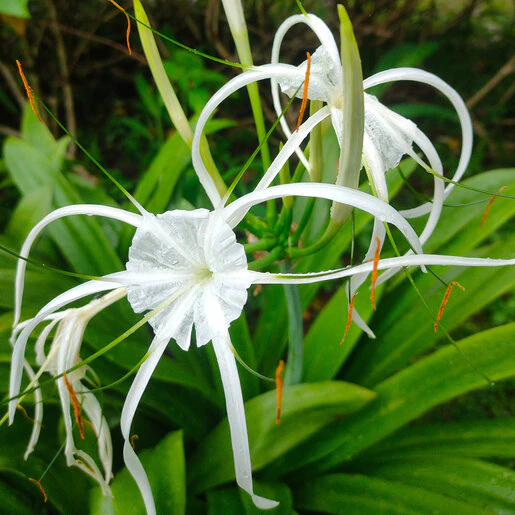 kr-hym0290b-hymenocallis-bulb-littoralis-beach-spider-lily-1-469210.9a0bb2a4