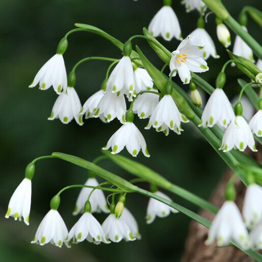 kr-leu0300b-leucojum-bulb-aestivum-summer-snowflake-1-828693.b0a69099