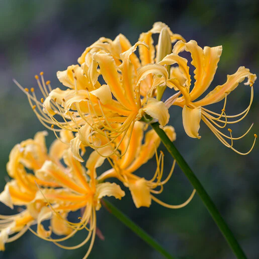 kr-lyc0692b-lycoris-bulb-aurea-yellow-spider-lily-1-333760.771ffe43