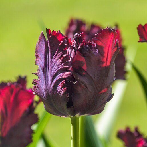 kr-mara-tul0373b-tulipa-bulb-parrot-black-parrot-tulip-1-313436.f9246ca3