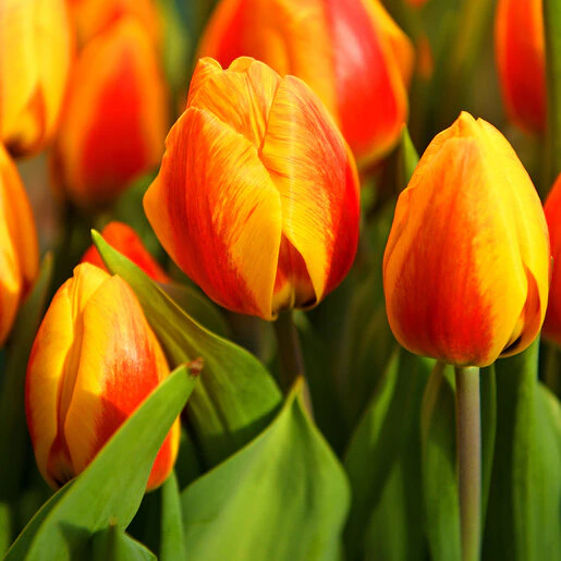 kr-mara-tul0385b-tulipa-bulb-single-early-bright-flair-tulip-1-837836.45cc5558
