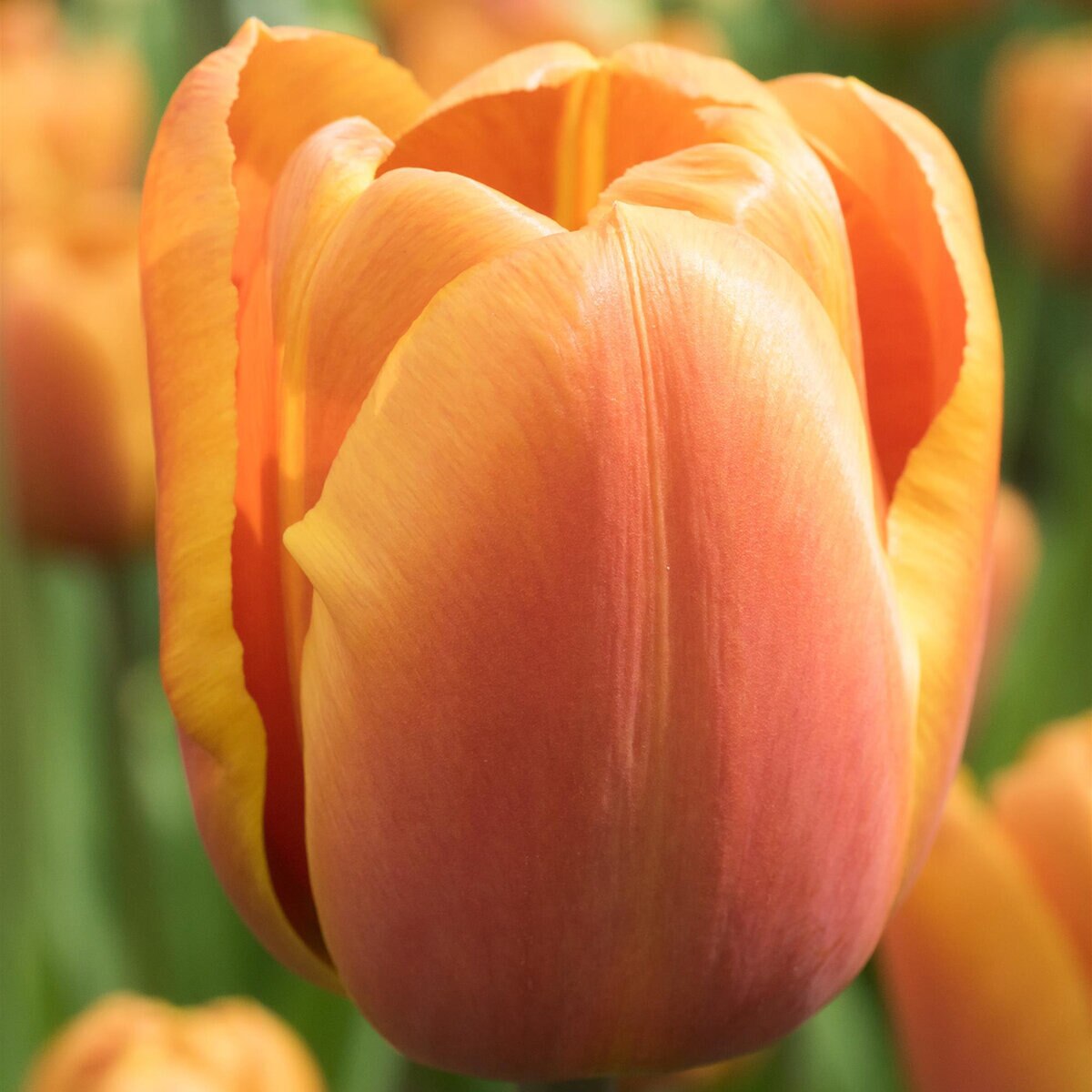 kr-mara-tul0386b-tulipa-bulb-triumph-brown-sugar-tulip-1-669737.71aa1b00