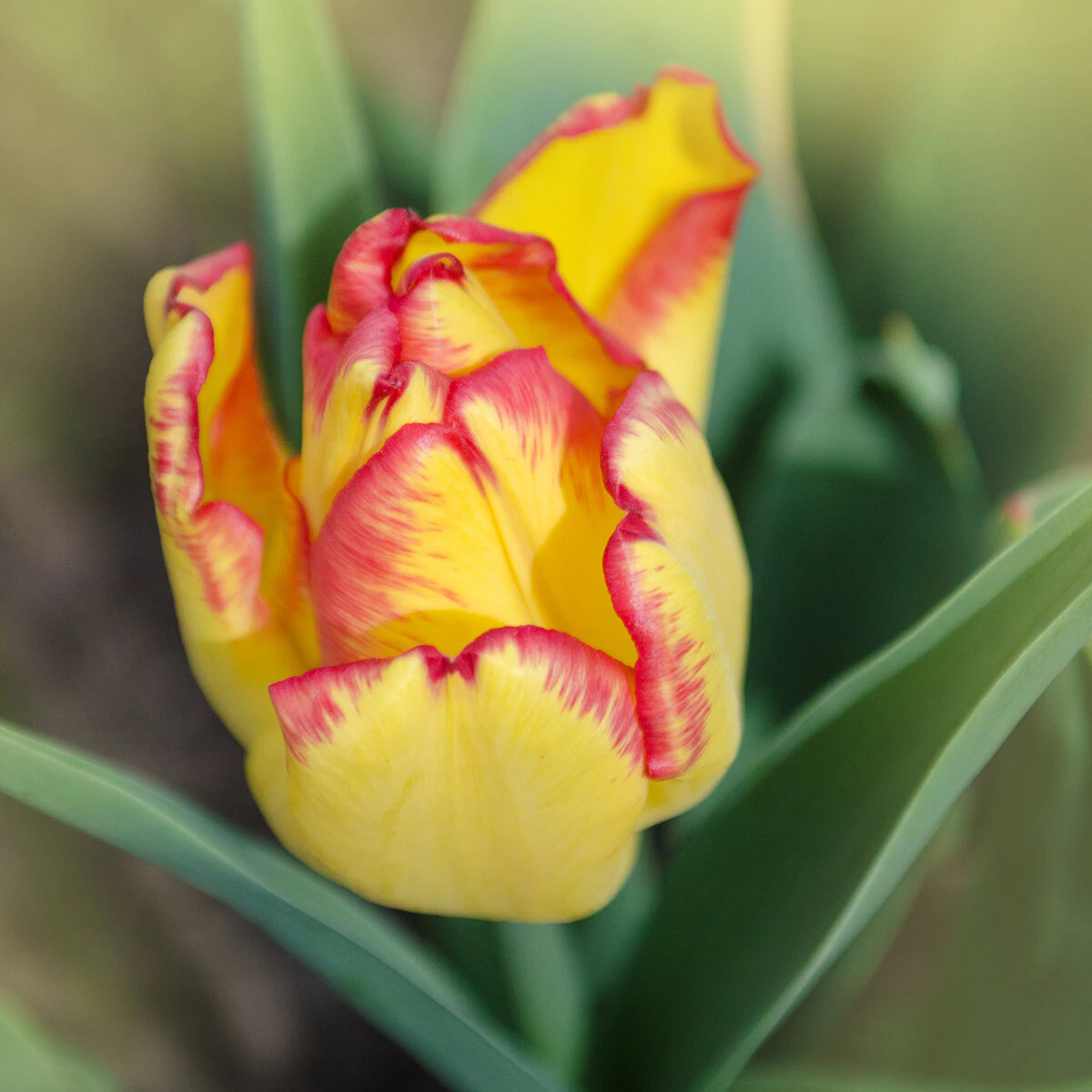 kr-mara-tul0396b-tulipa-bulb-triumph-cape-town-tulip-1-578274.9336973f
