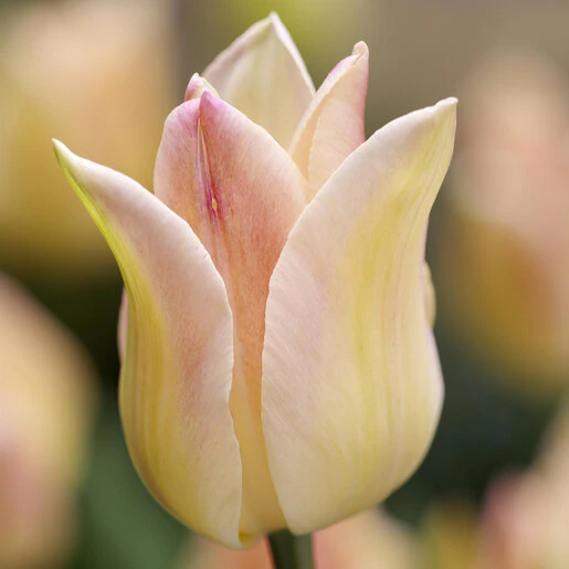 kr-mara-tul0432b-tulipa-bulb-lily-flowered-elegant-lady-tulip-1-721189.1f0f6d4b