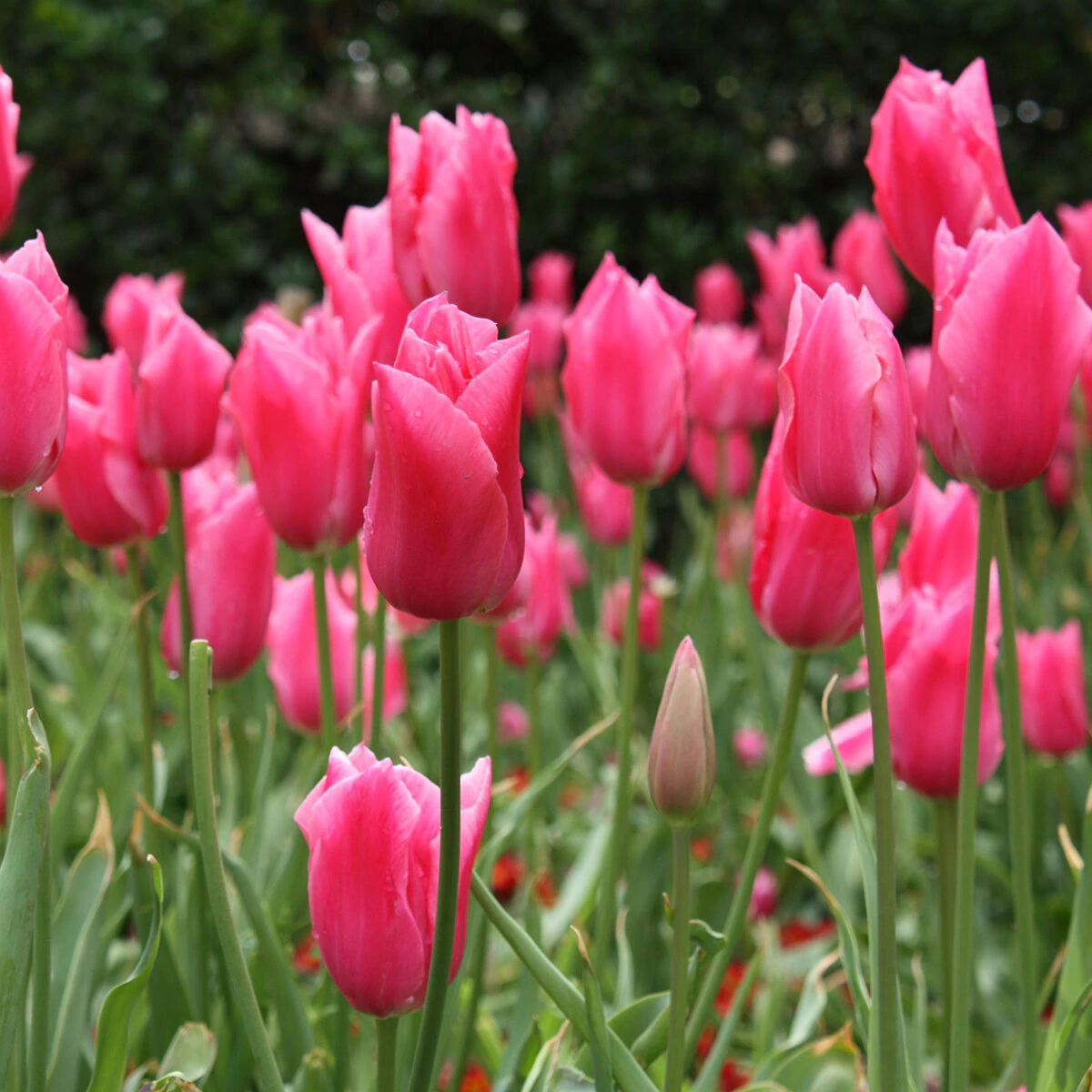 kr-mara-tul0558b-tulipa-bulb-fosteriana-emperor-pink-emperor-tulip-1-345790.9d8f5651
