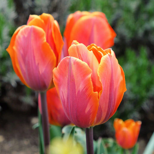 kr-mara-tul0567b-tulipa-bulb-single-early-princess-irene-tulip-1-785693.042b805b