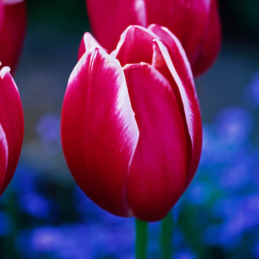 kr-mara-tul0646b-tulipa-bulb-single-late-toyota-tulip-1-905259.a9793db3