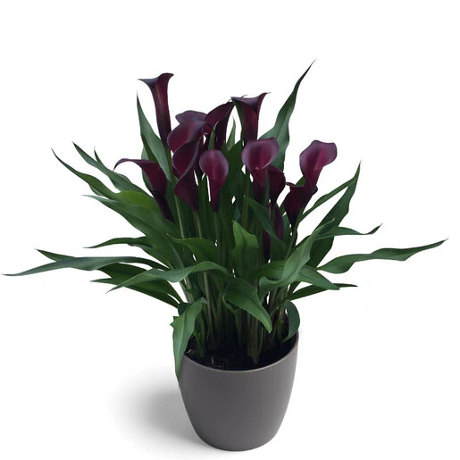 kr-mara-zan0676b-zantedeschia-bulb-night-club-calla-lily-1-883429.058ae444